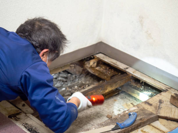 Best Toxic Mold Removal  in Centerville, PA