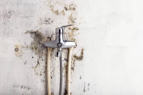 Best Black Mold Removal  in Centerville, PA