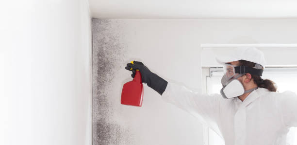 Best Attic Mold Removal  in Centerville, PA