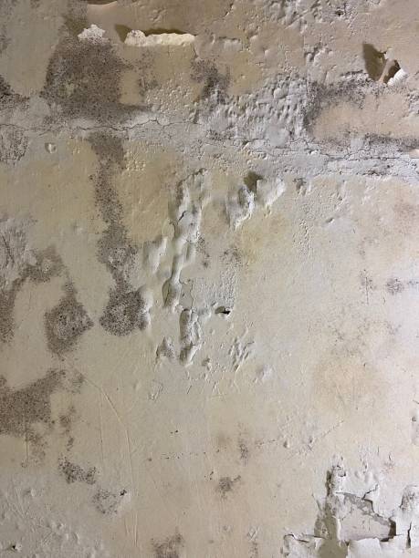 Best Residential Mold Removal  in Centerville, PA