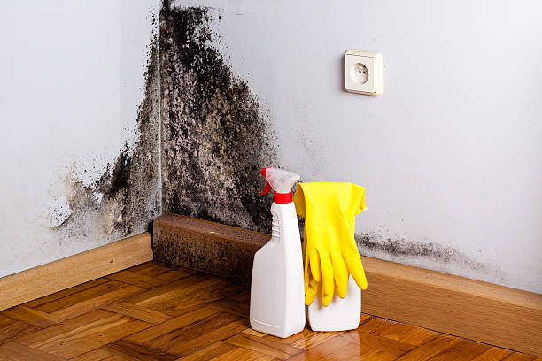 Professional Mold Removal in Centerville, PA